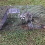 Nuisance Raccoon