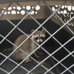 Raccoon moving to woods