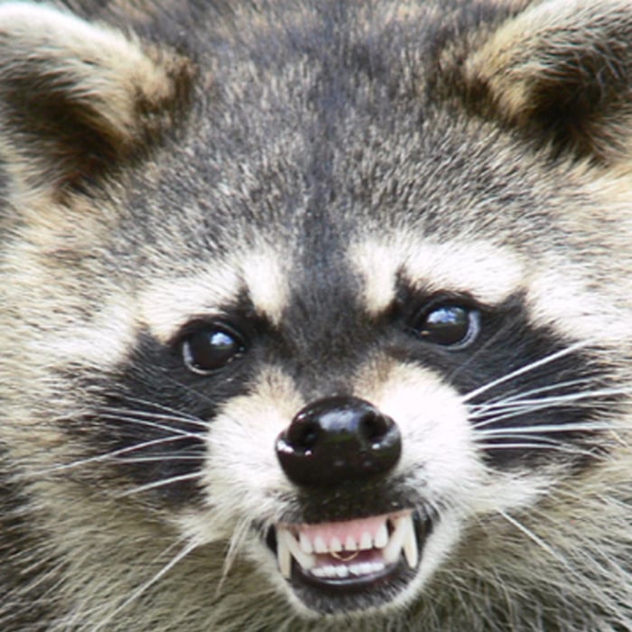 Angry raccoon