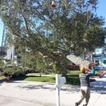 Massive Limb