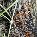 Termites