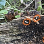 Termites