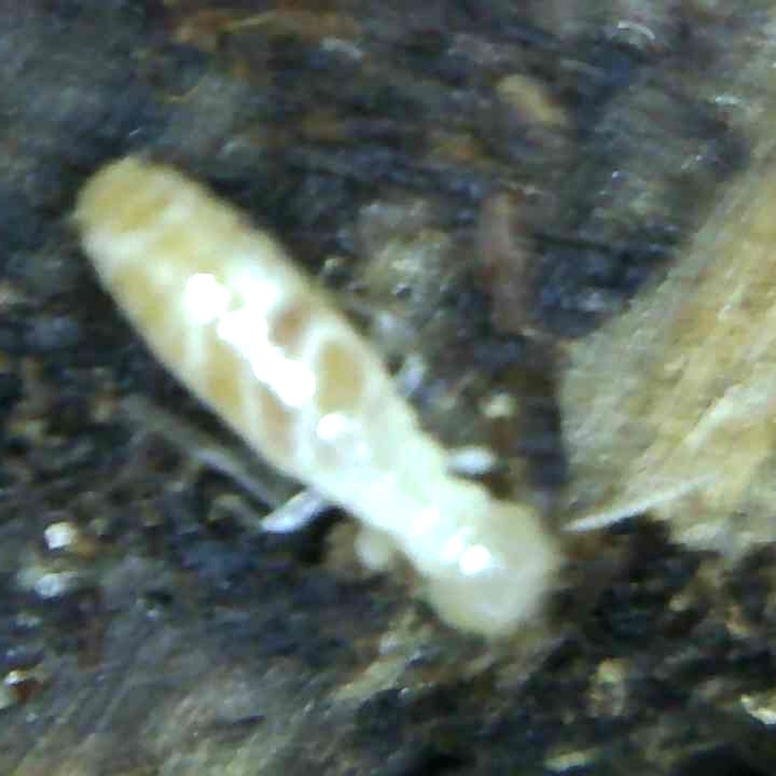 Termite