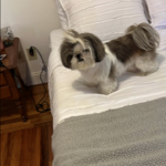 Delilo's Cleaning Service