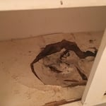 ROTTOM BOTTOM