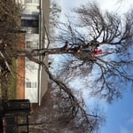 Tree removal