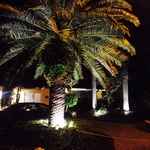 Large Signature Palm
