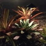 Path Light Brass Lifetime Warranty fixture.