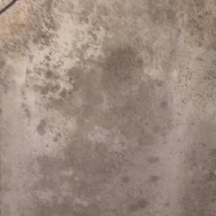 Closet Mold on Sheetrock