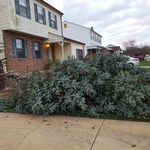 TREE REMOVAL