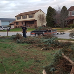 TREE REMOVAL