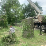 Tree removal