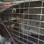 Raccon