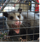 Possum