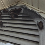 Bats