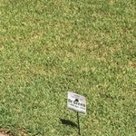 St. Augustine Lawn