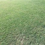 Dr. Green Customer in Dallas