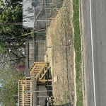 Tree removal with stump grinding