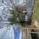 Tree removal