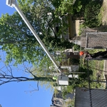 Tree trimming