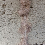 Shelter Tube opened to reveal Termites