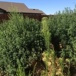 back yard
