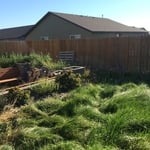 back yard