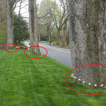 Gypsy Moth Injections