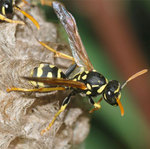 Pest Control