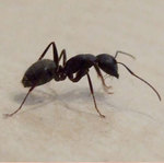 Pest Control