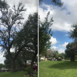 60' Live Oak