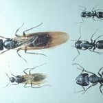 Carpenter Ants