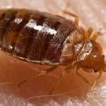Bed Bug Treatments Available