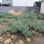 Weeds Before