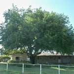 Mulberry trim before