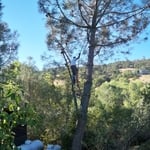 Pine Removal