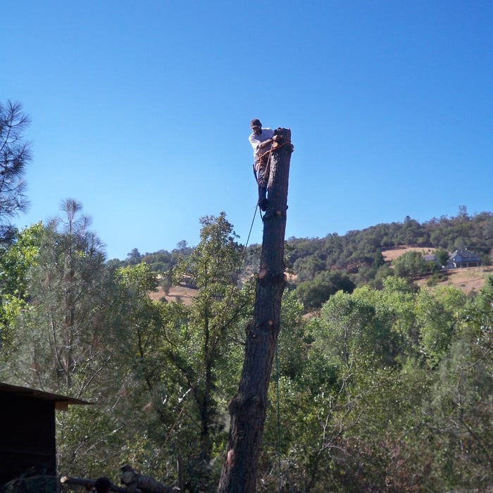 Pine Removal