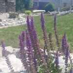 Flowers Rocks Sod