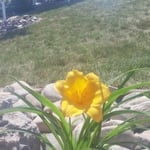 Flowers Rocks Sod