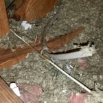 Rodents chewing live wires in Attic
