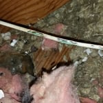 Rodents chewing live wires in Attic