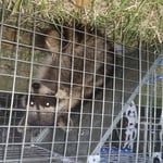 1 of 11 raccoons we trapped