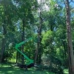 Backyard tree removal