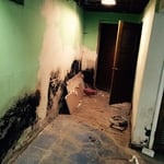 Extensive Mold seen after removal of contents