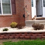 Flower Bed Designs