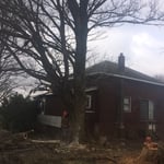 Silver maple