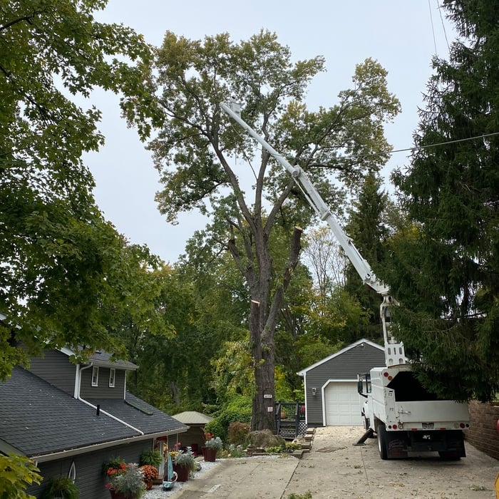 90 foot Silver Maple Tree