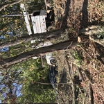 Locust trees clearing