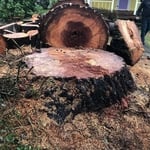 Stump Grinding