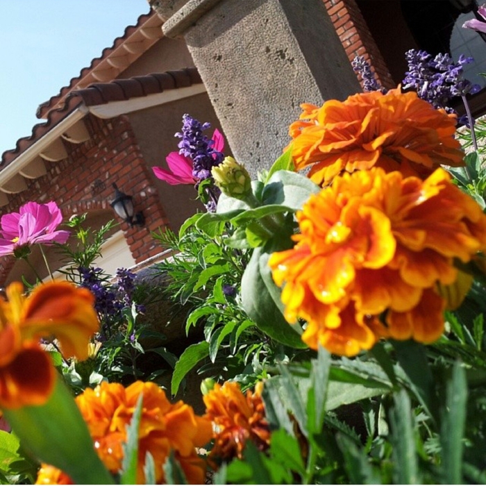 Seasonal flowers
